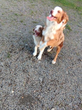 Australien shepherd Welpen