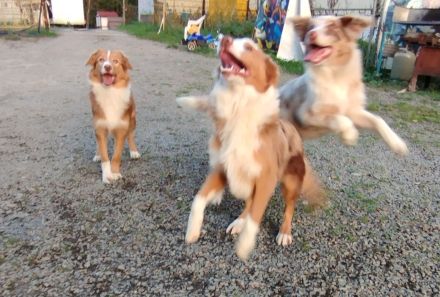 Australien shepherd Welpen
