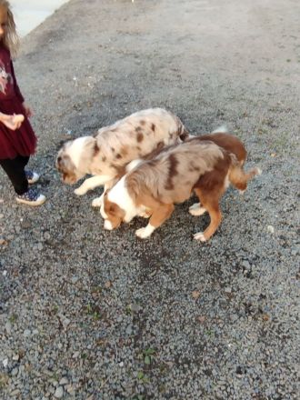 Australien shepherd Welpen