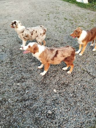 Australien shepherd Welpen