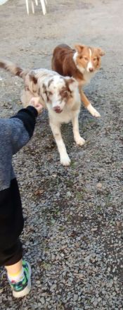 Australien shepherd Welpen