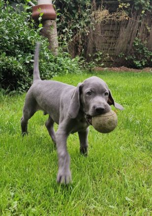 Weimeraner Rüde