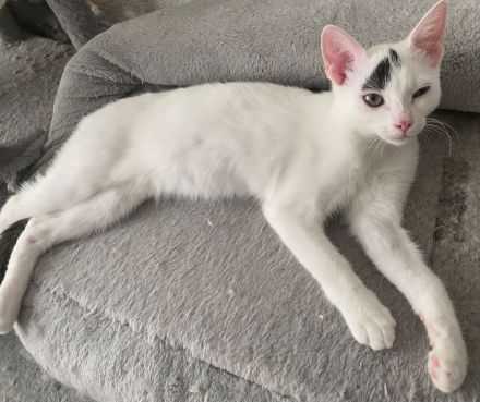 Süßer Kater abzugeben