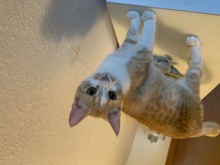 Geschwister katzen 6monate alt zu verkaufen