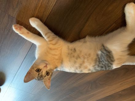 Geschwister katzen 6monate alt zu verkaufen