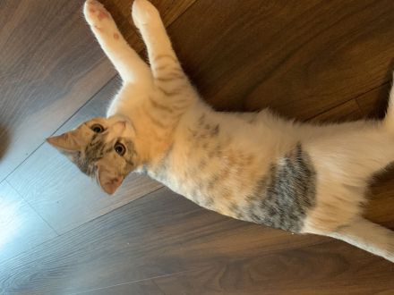 Geschwister katzen 6monate alt zu verkaufen