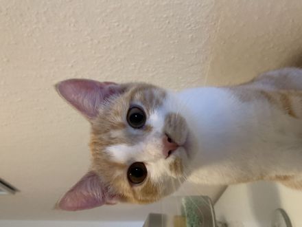 Geschwister katzen 6monate alt zu verkaufen