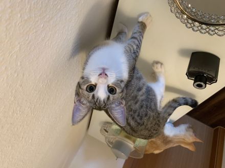 Geschwister katzen 6monate alt zu verkaufen