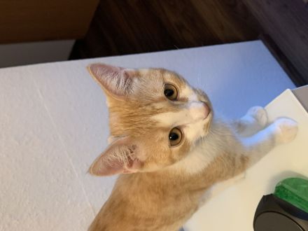 Geschwister katzen 6monate alt zu verkaufen