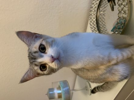 Geschwister katzen 6monate alt zu verkaufen