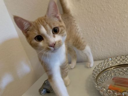 Geschwister katzen 6monate alt zu verkaufen