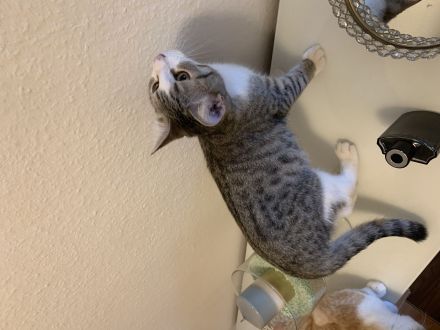 Geschwister katzen 6monate alt zu verkaufen