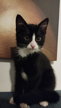 Kleiner Babykater