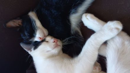 2 Katzen abzugeben