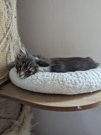 Meine Coon kitten