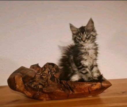 Meine Coon kitten
