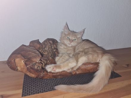 Meine Coon kitten