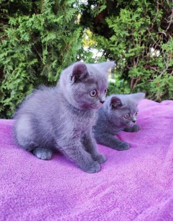 Reinrassige Britisch Kurzhaar Kätzchen in Blue