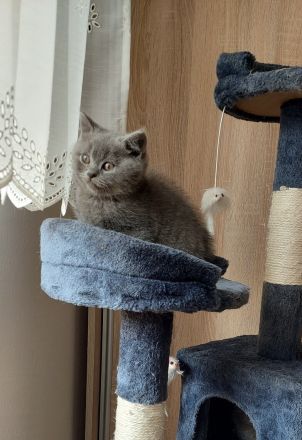 Reinrassige Britisch Kurzhaar Kätzchen in Blue