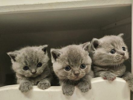 Reinrassige Britisch Kurzhaar Kätzchen in Blue