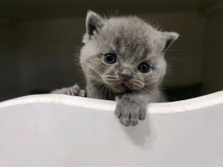 Reinrassige Britisch Kurzhaar Kätzchen in Blue