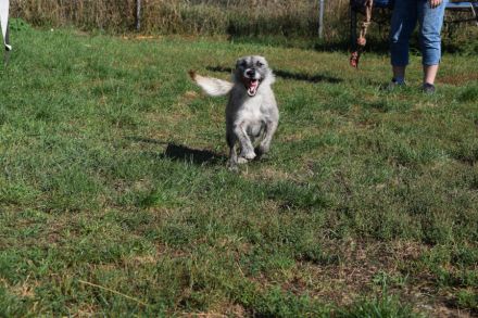 Franziska, aufgeschlossene, freundliche Hündin, kastriert, 1 Jahr alt, 48 cm groß