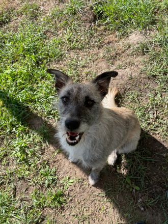Franziska, aufgeschlossene, freundliche Hündin, kastriert, 1 Jahr alt, 48 cm groß