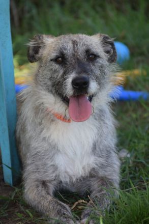 Franziska, aufgeschlossene, freundliche Hündin, kastriert, 1 Jahr alt, 48 cm groß