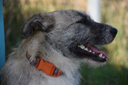 Franziska, aufgeschlossene, freundliche Hündin, kastriert, 1 Jahr alt, 48 cm groß