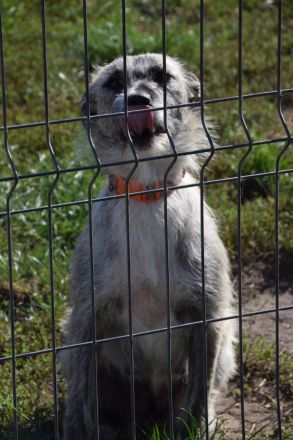 Franziska, aufgeschlossene, freundliche Hündin, kastriert, 1 Jahr alt, 48 cm groß
