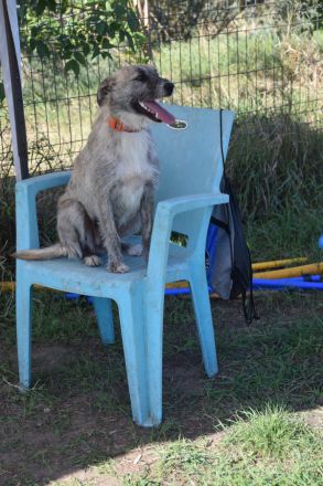 Franziska, aufgeschlossene, freundliche Hündin, kastriert, 1 Jahr alt, 48 cm groß