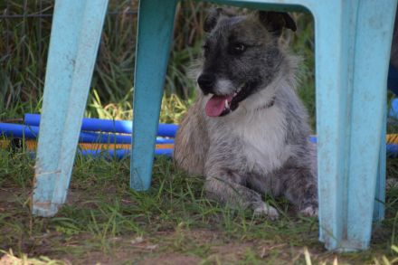 Franziska, aufgeschlossene, freundliche Hündin, kastriert, 1 Jahr alt, 48 cm groß