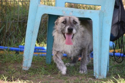 Franziska, aufgeschlossene, freundliche Hündin, kastriert, 1 Jahr alt, 48 cm groß