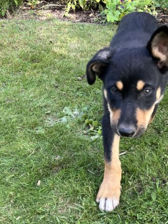 Australian Kelpie/ Border Collie