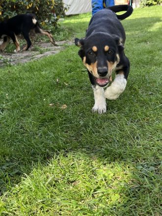 Australian Kelpie/ Border Collie