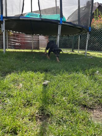 Australian Kelpie/ Border Collie