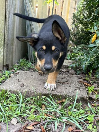 Australian Kelpie/ Border Collie