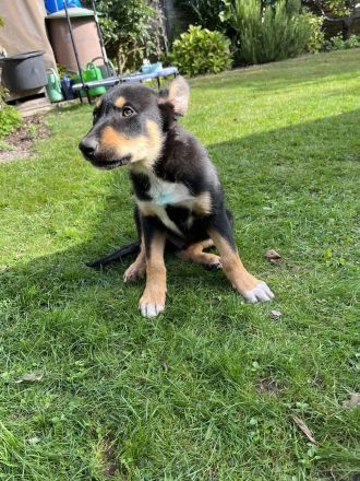 Australian Kelpie/ Border Collie