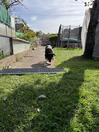 Australian Kelpie/ Border Collie