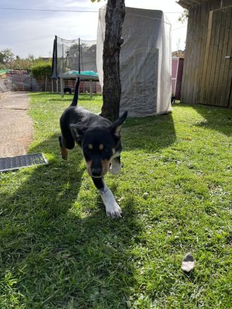 Australian Kelpie/ Border Collie
