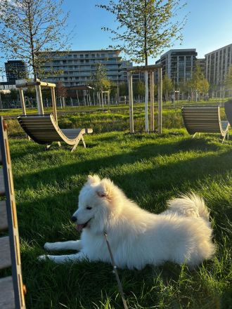 Samojede 13 Monate alt auf der Suche nach einer Familie