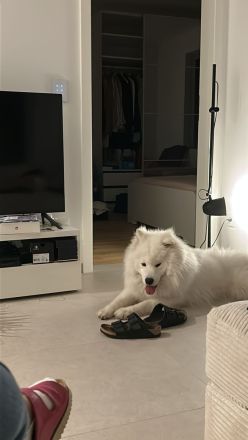 Samojede 13 Monate alt auf der Suche nach einer Familie