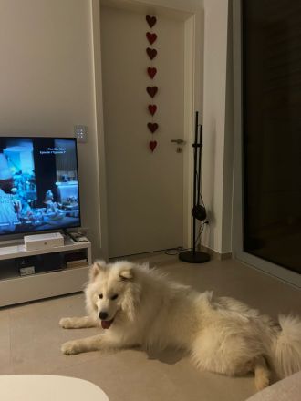 Samojede 13 Monate alt auf der Suche nach einer Familie