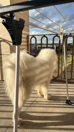 Samojede 13 Monate alt auf der Suche nach einer Familie