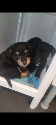 Zwergpinscher Zwergpudel Mix Welpen