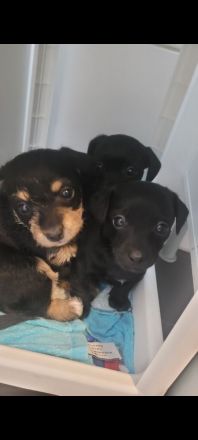 Zwergpinscher Zwergpudel Mix Welpen