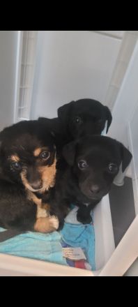 Zwergpinscher Zwergpudel Mix Welpen