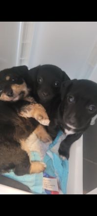 Zwergpinscher Zwergpudel Mix Welpen