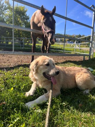 Kaukasischer Owtscharka/Sarplaninac