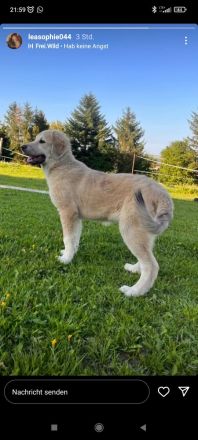 Kaukasischer Owtscharka/Sarplaninac